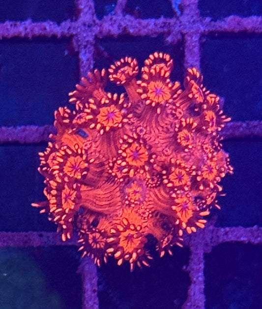 Red Goniopora