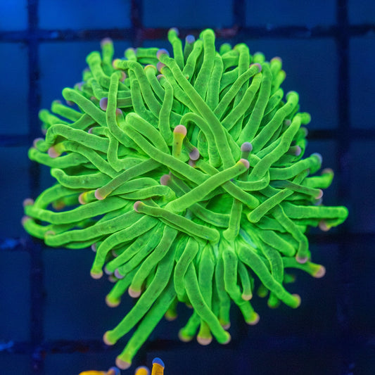 Cotton candy Torch (double head)