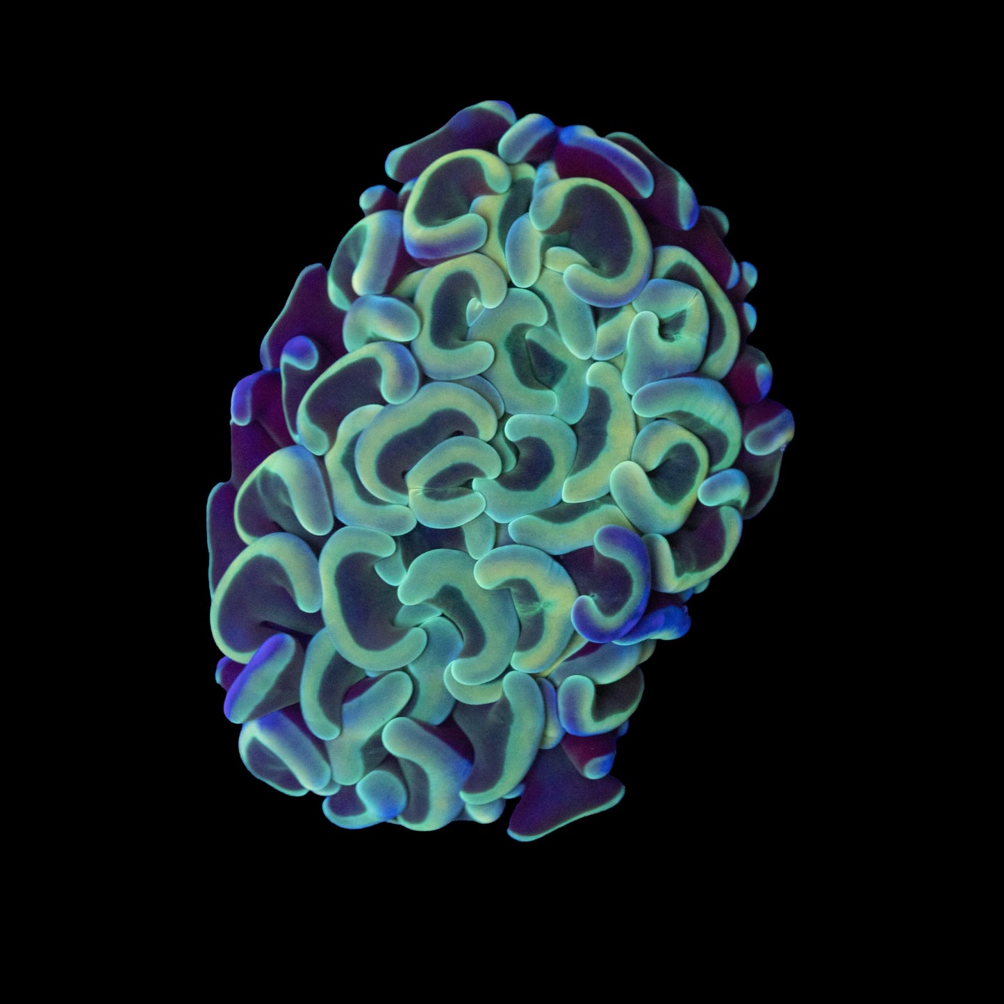 Green/Blue Wall Hammer