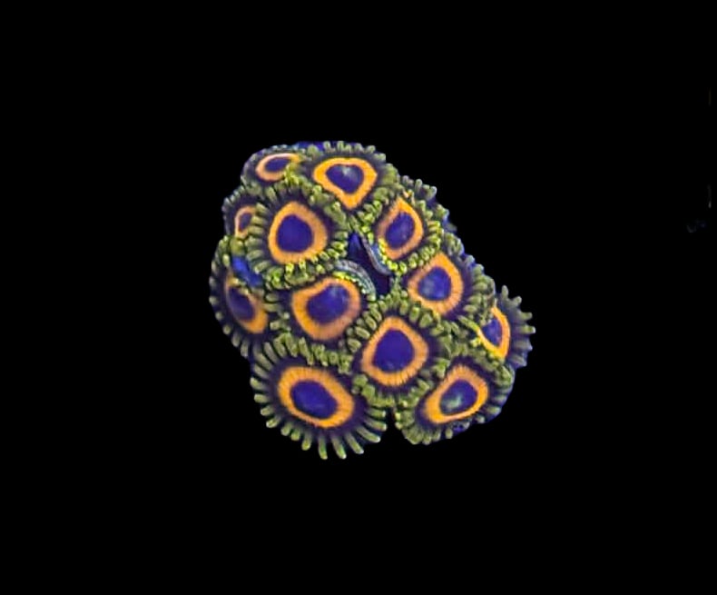 Jungle Juice Zoa