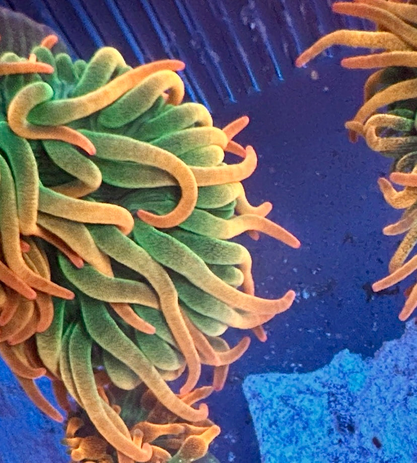 Ultra Rainbow Anemone
