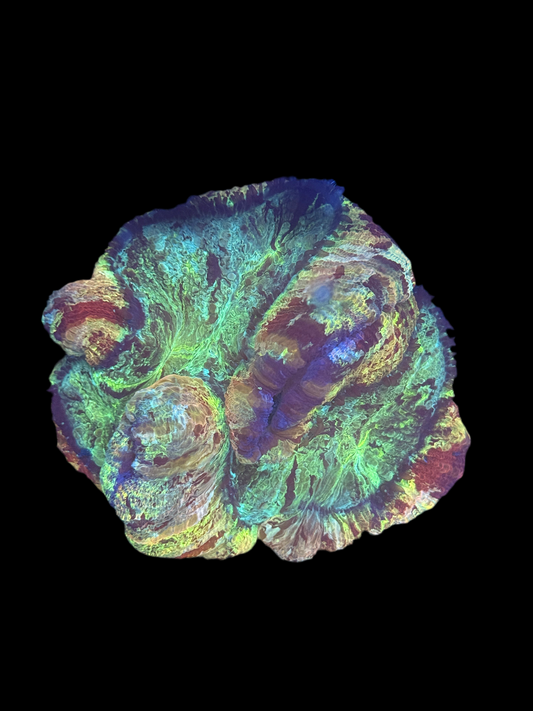 Open Brain Coral #1
