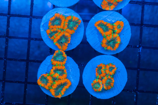 Orange Oxide Acan Frags