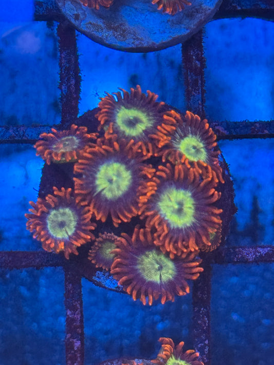 Chemical Romance Zoa