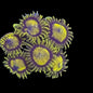 King Midas Zoa