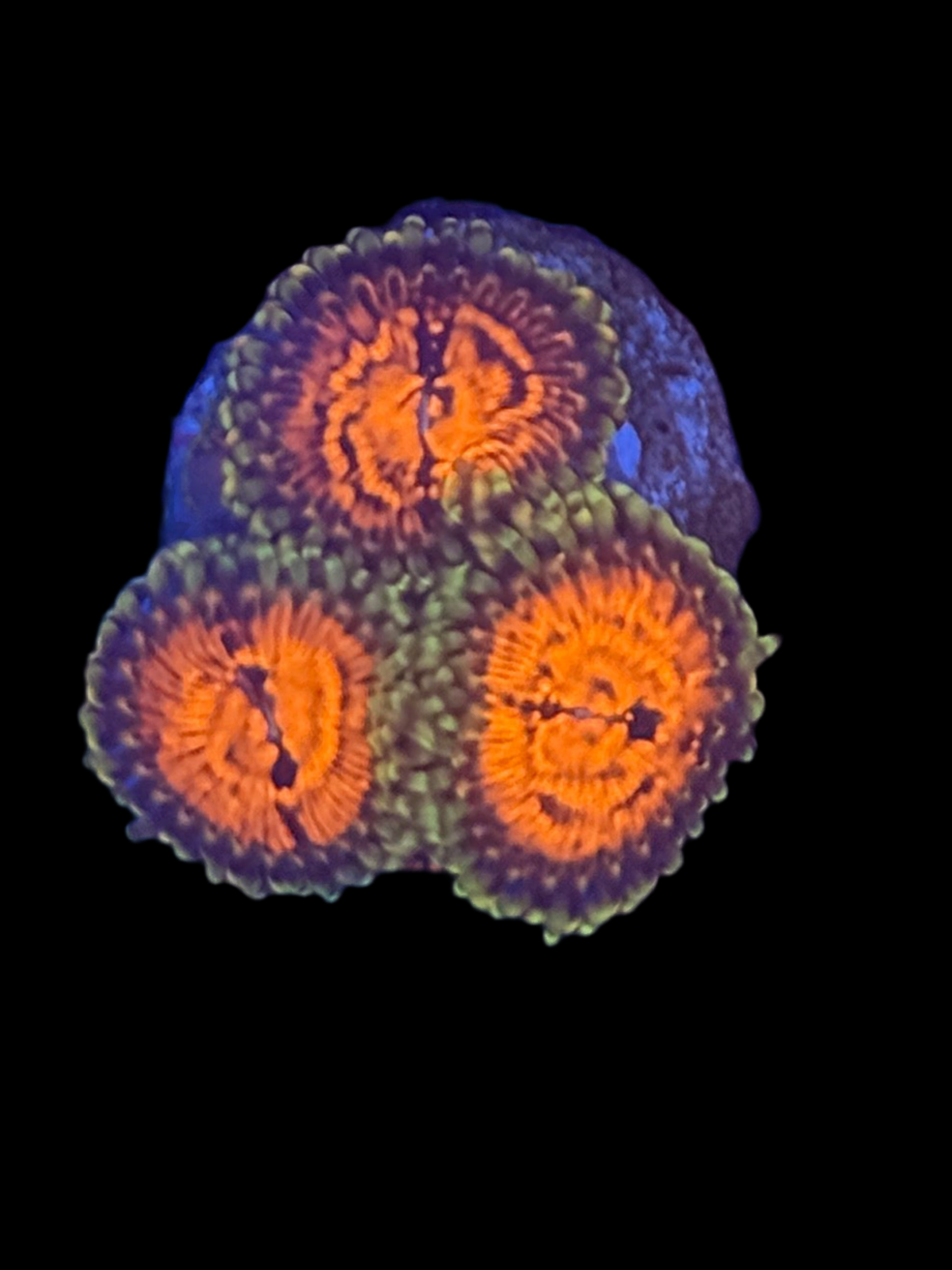 Sticker Shocker Zoa
