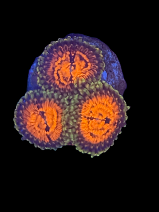 Sticker Shocker Zoa