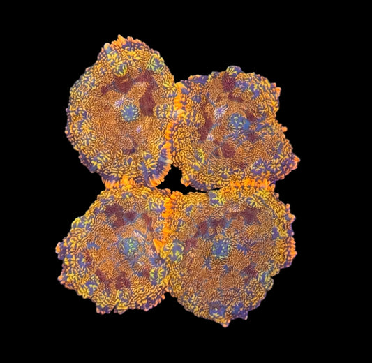 Golden Ember Mushroom