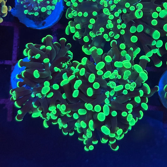 Green Speckled Hammer