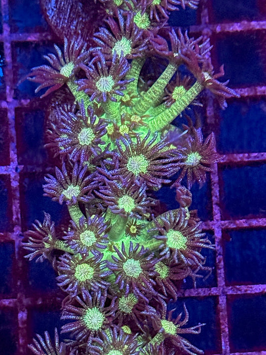 Glitter Goniopora Frag