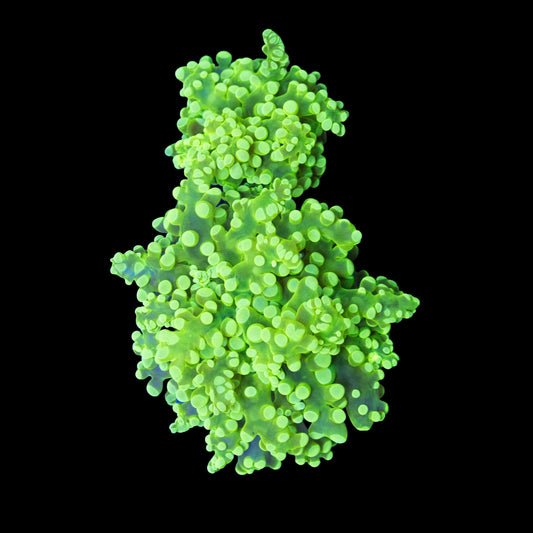 Bright Green Frogspawn