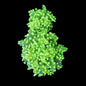 Bright Green Frogspawn