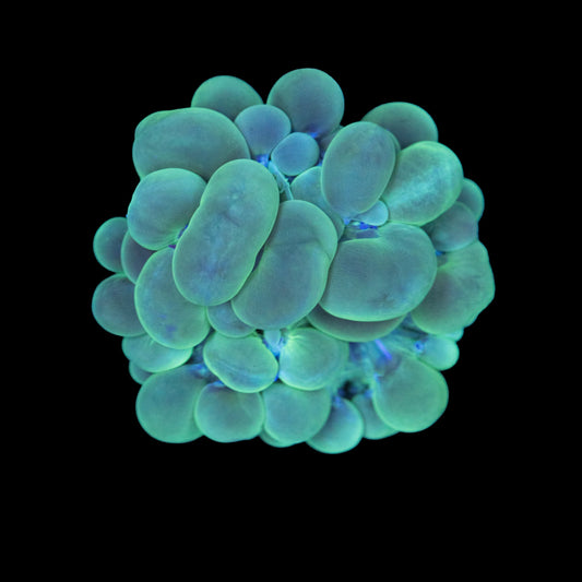 Neon Green Bubble Coral