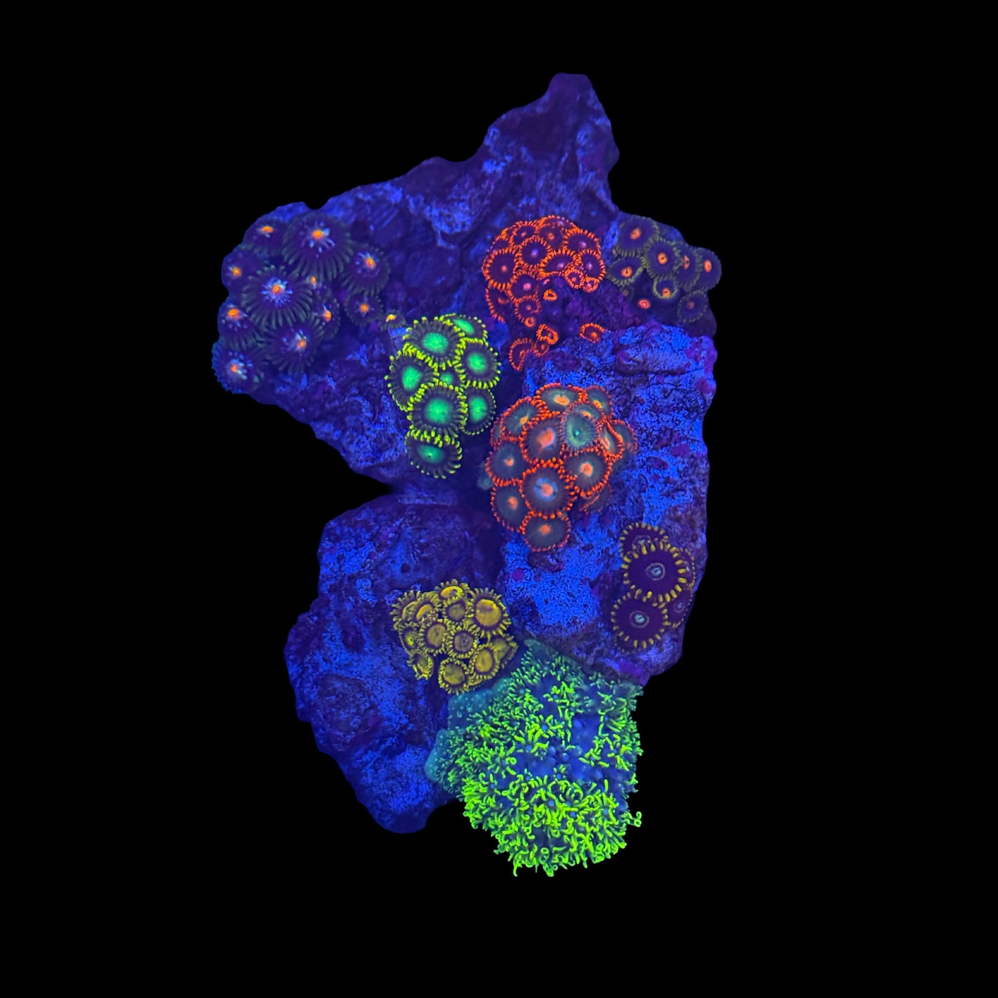 Zoa Garden #3