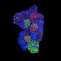 Zoa Garden #3