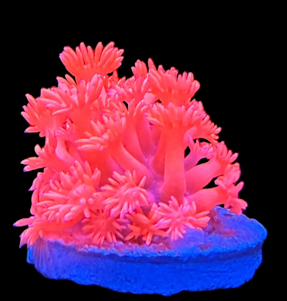 Hot Pink Goniopora