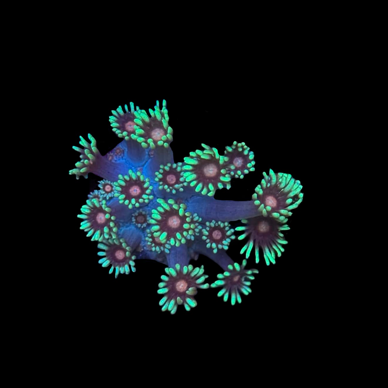 Red Eye Alveopora