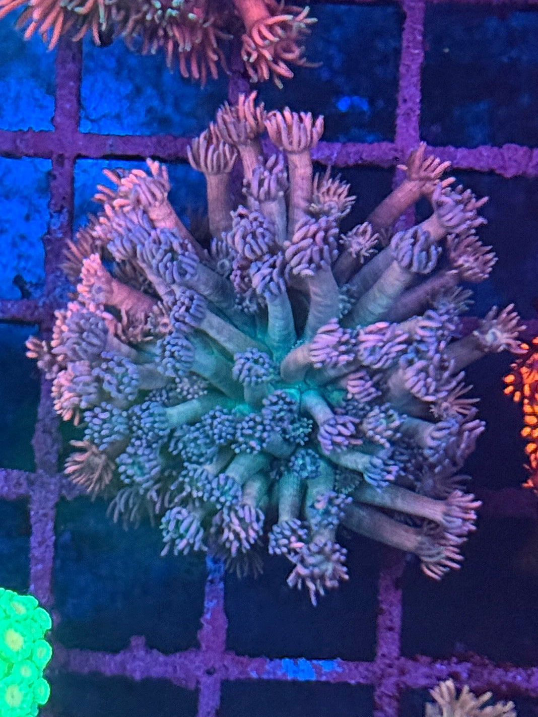 Multi Colour Goniopora #2