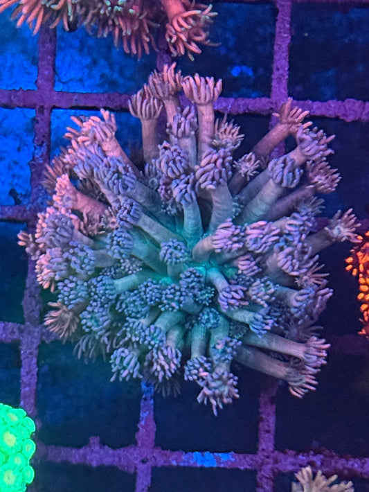 Multi Colour Goniopora #2