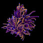 Mixed Torch