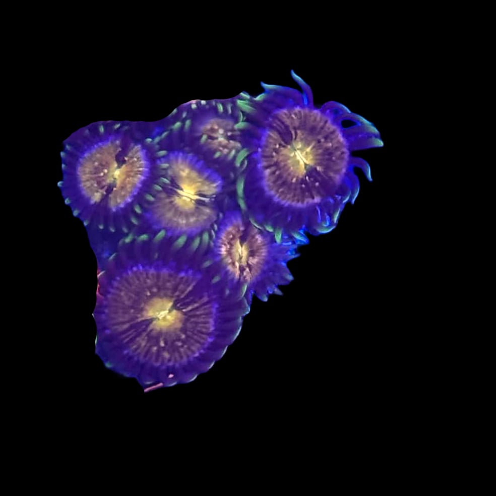 Nirvana Zoa