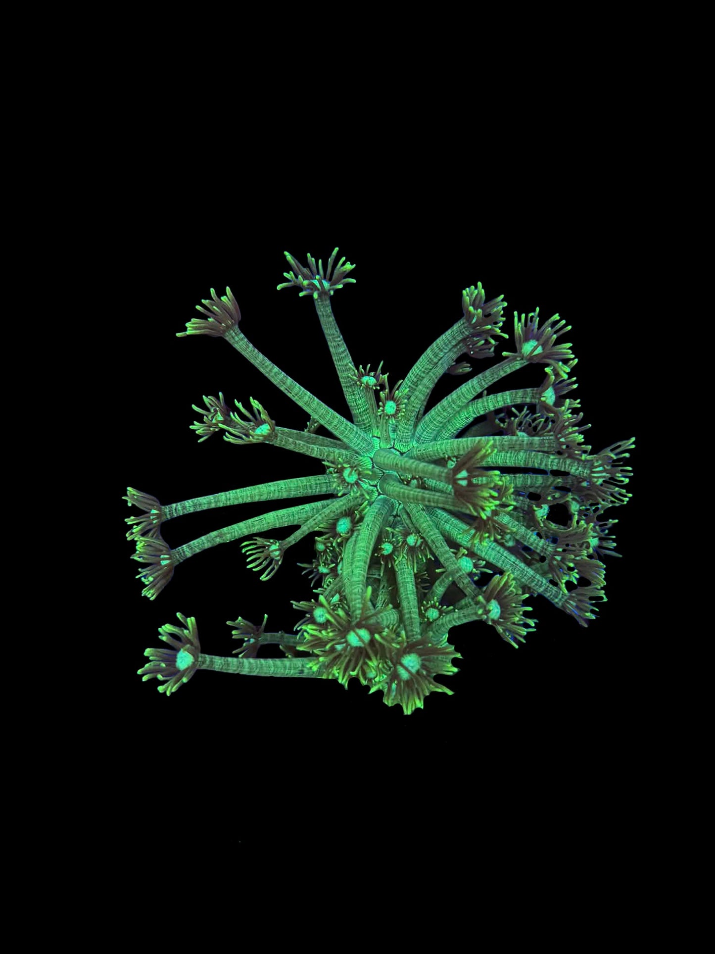 Green Hydra Goniopora