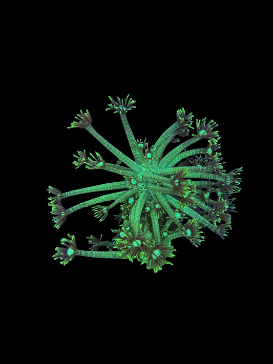 Green Hydra Goniopora
