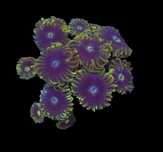 Blue Berry Pie Zoa