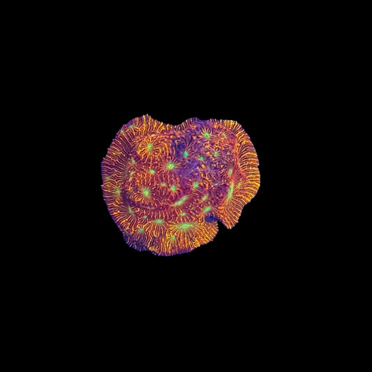 JF Jack O Lantern Leptoseris