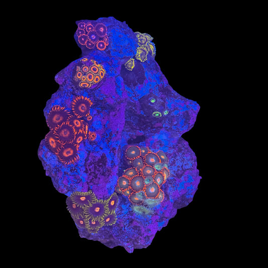 Zoa Garden #1
