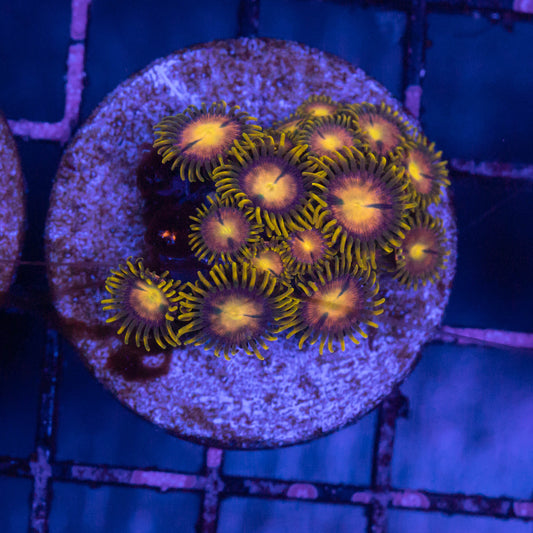 TSA Lady Hydra Dragon Zoa