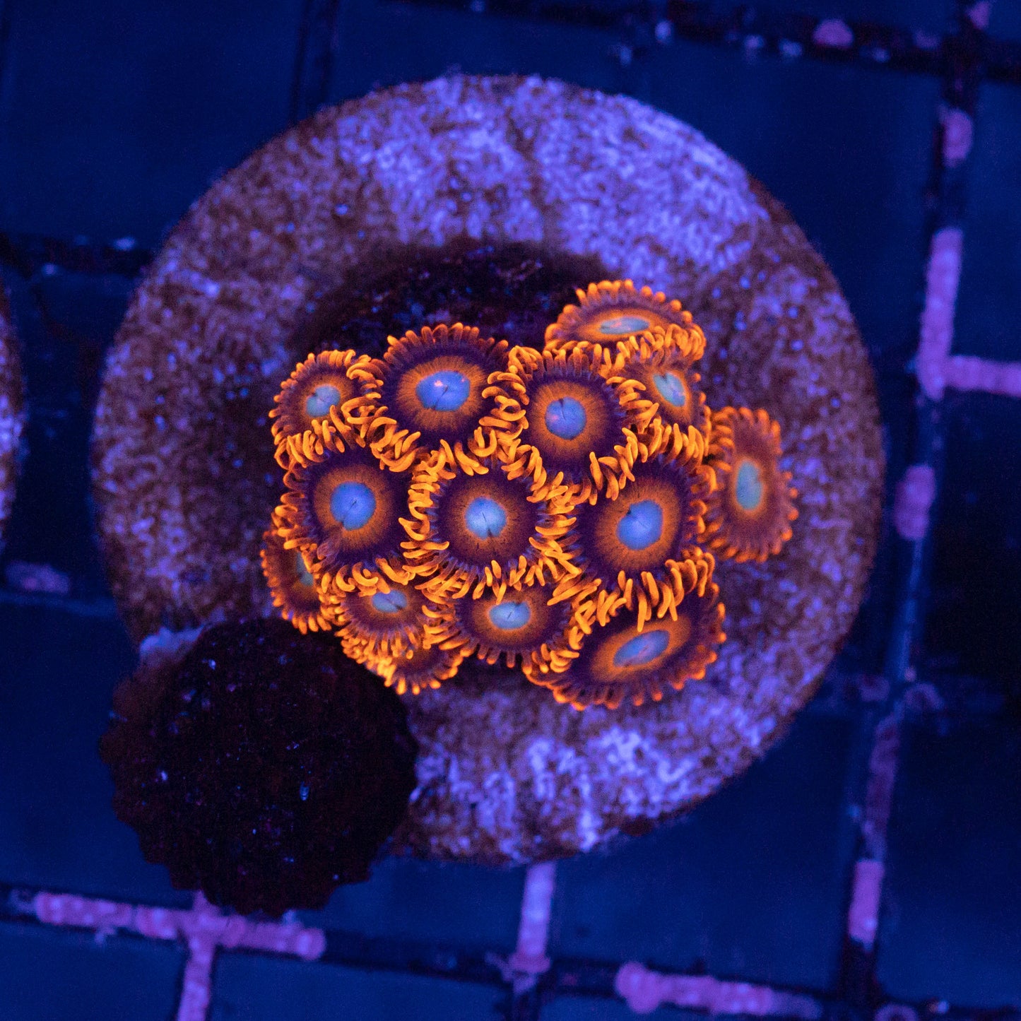 Tequilla Sunrise Zoa