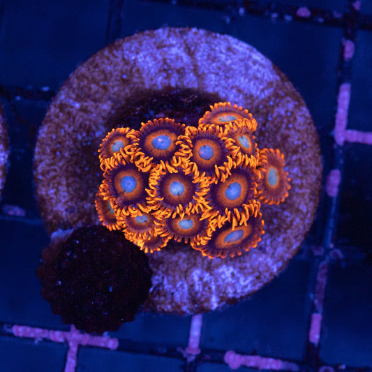 Tequilla Sunrise Zoa