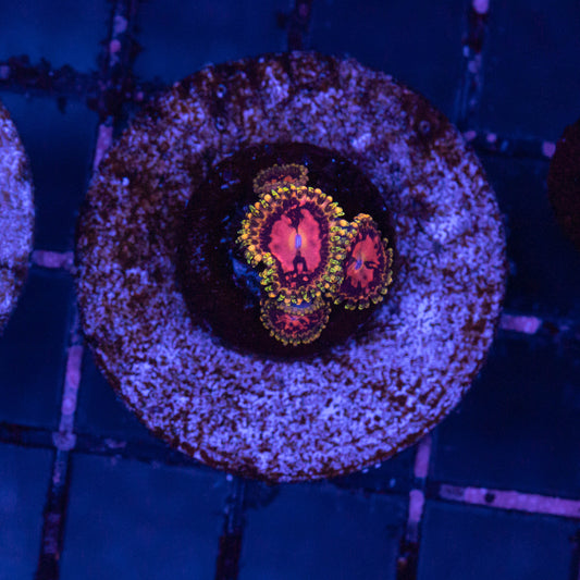 Space Choas Zoa
