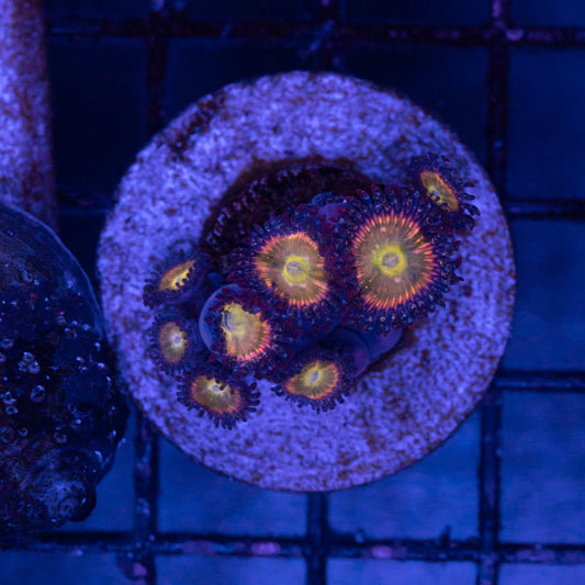 TSA Rainbow Spectrum Zoa