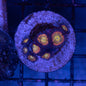 TSA Rainbow Spectrum Zoa