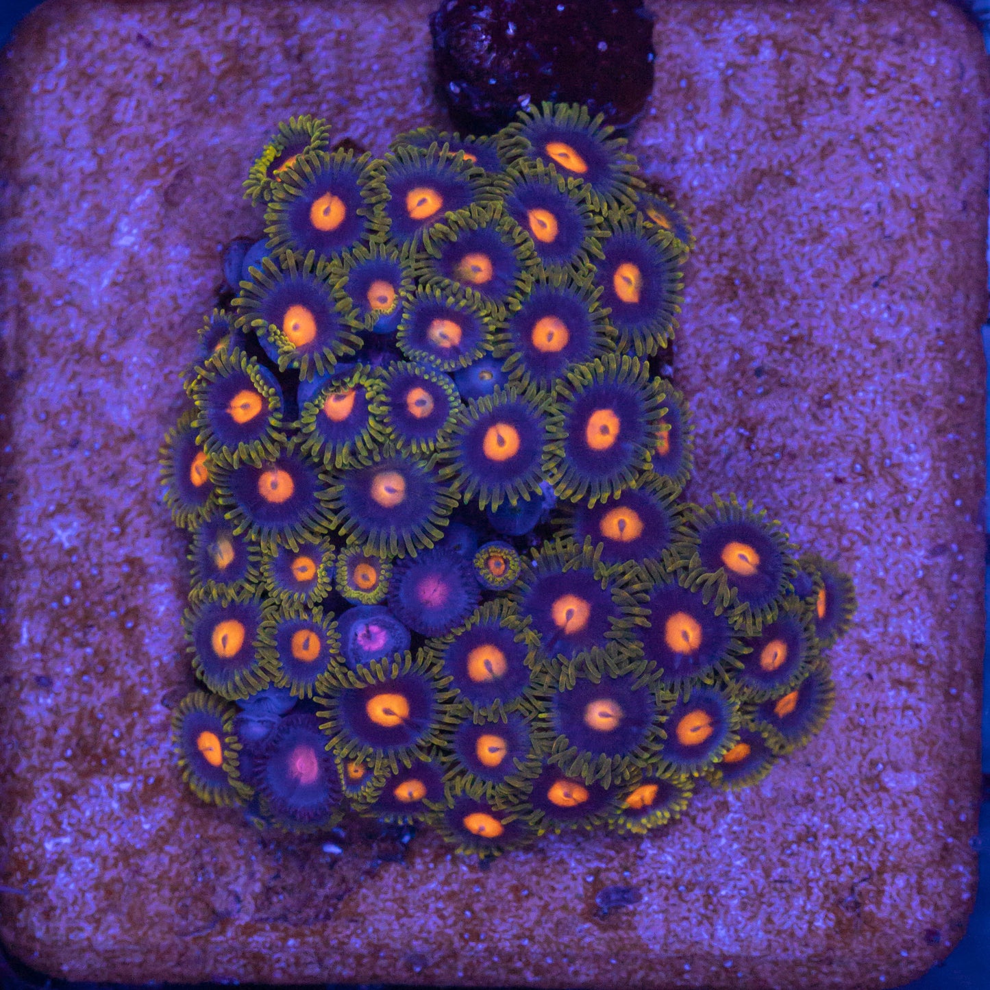 Blow Pop Zoa