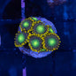 Radio Active Dragon Eye Zoa