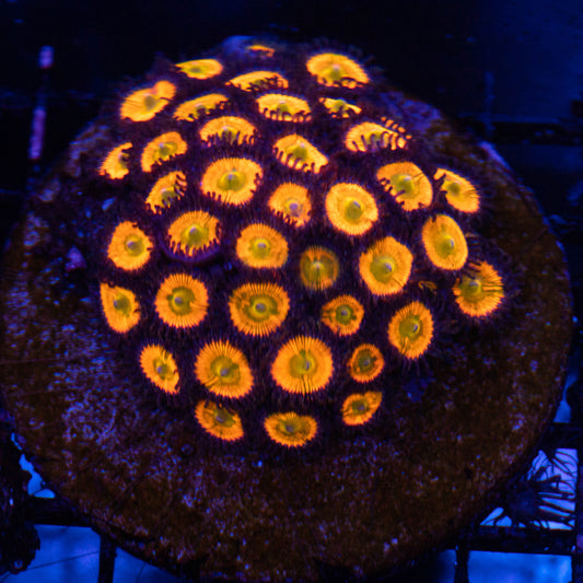 Sunny D Zoa