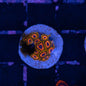 Jungle Juice Zoa