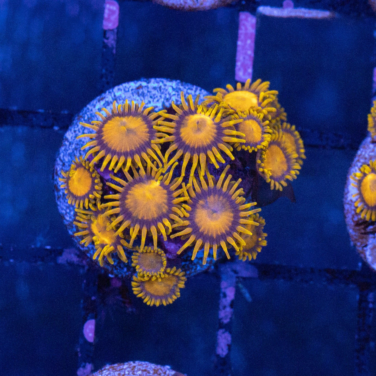 King Midas Zoa