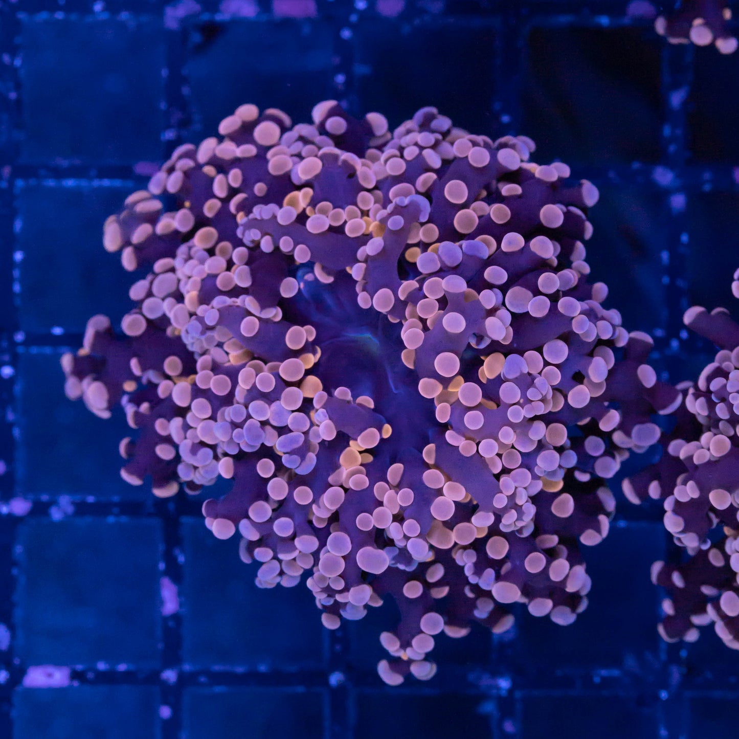 Pink Frogspawn