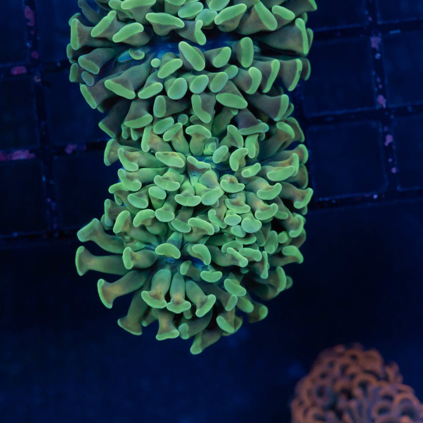 Green tip/ Orange Stem Hammer