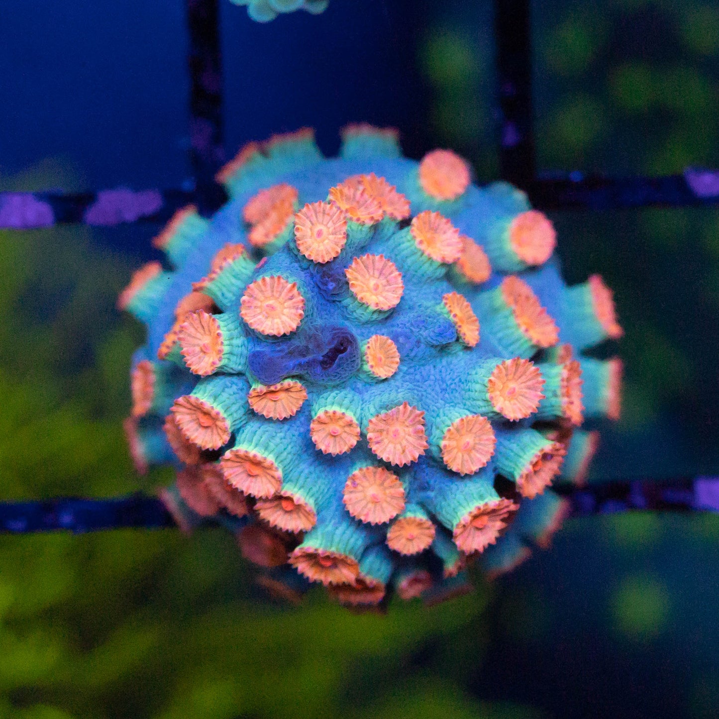 Meteor Shower Cyphastrea