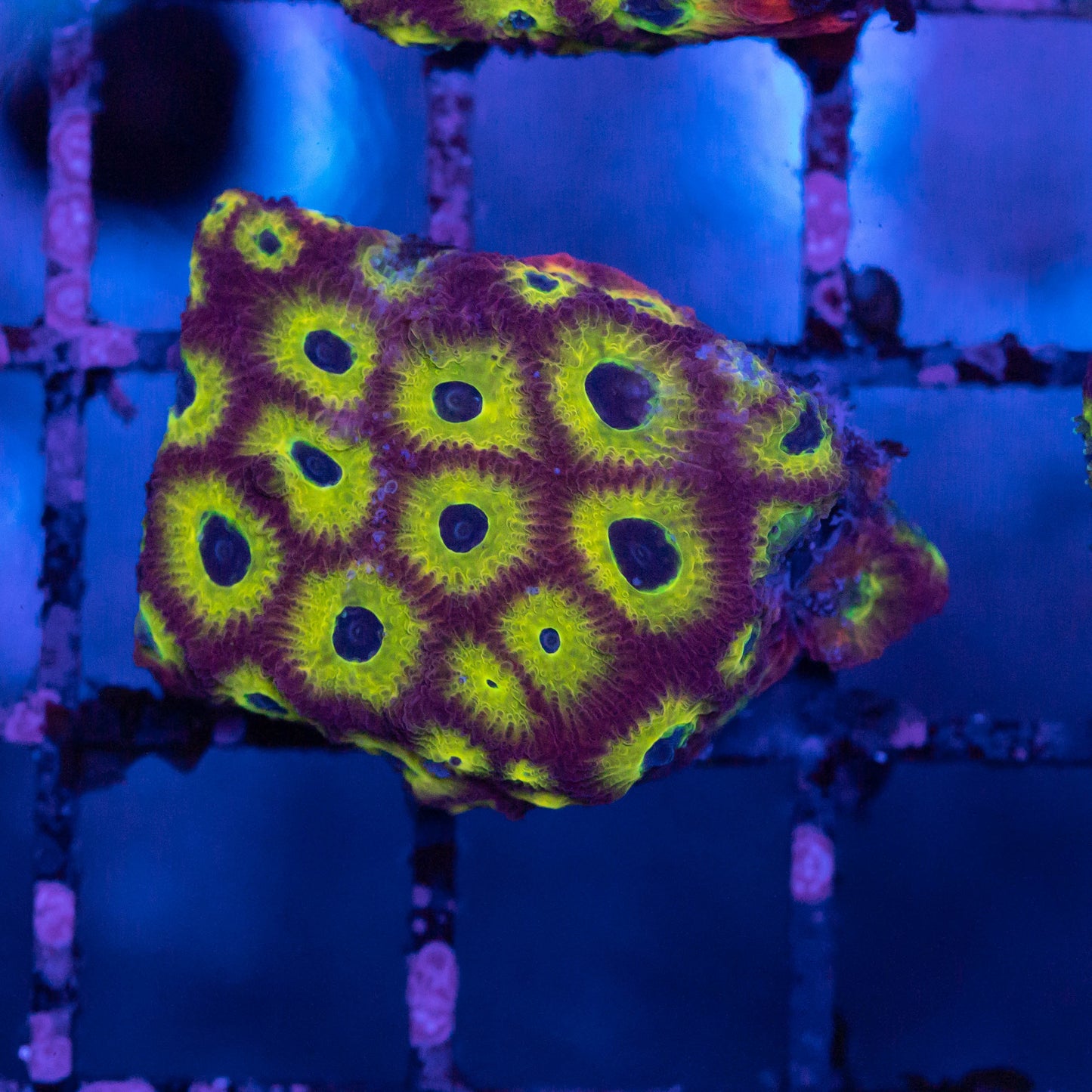 JF Sector 001 Favia