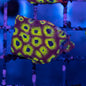 JF Sector 001 Favia