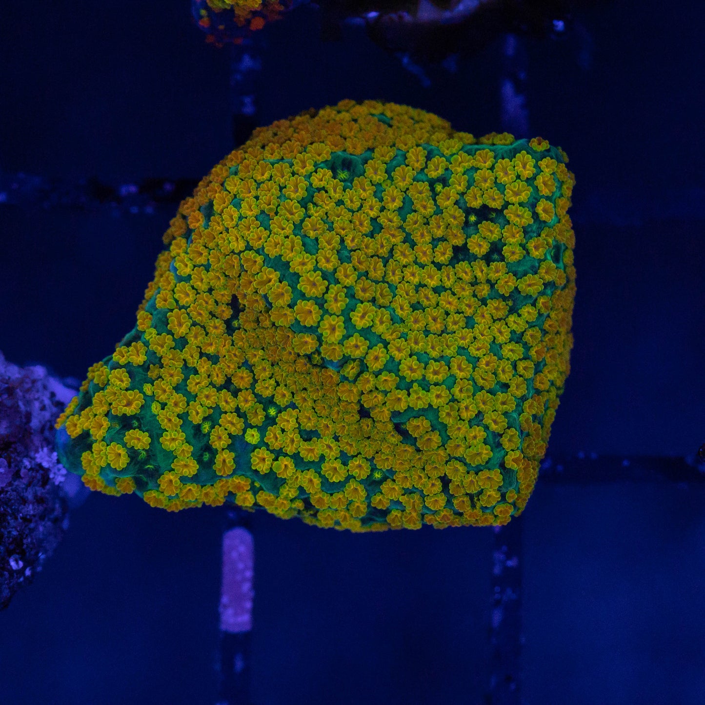 Rainbow Montipora