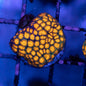 Hellsgate Cyphastrea