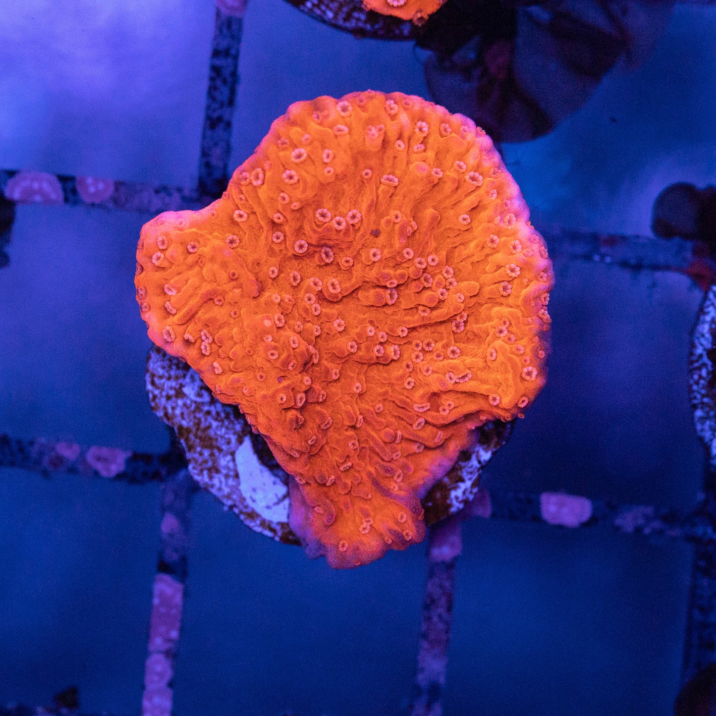 Red Montipora