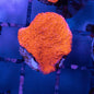 Red Montipora